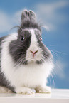 lionhead rabbit