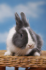 lionhead rabbit