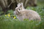 lion-headed bunny