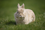 lion-headed bunny