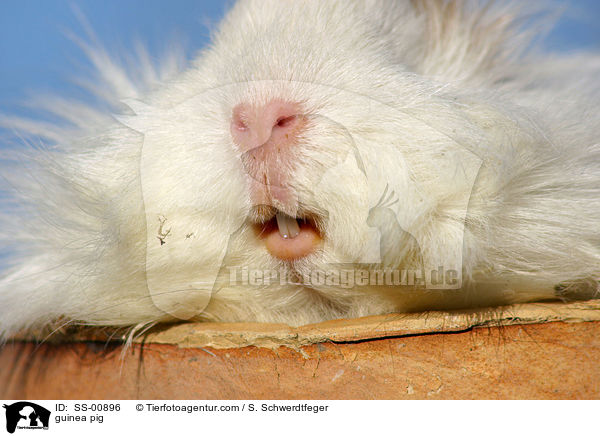 Meerschweinchen / guinea pig / SS-00896