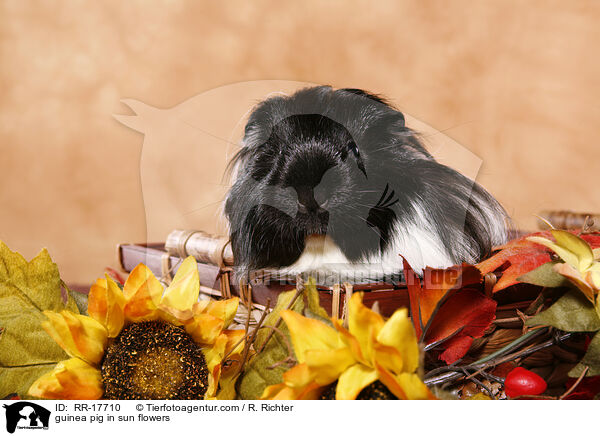 guinea pig in sun flowers / RR-17710