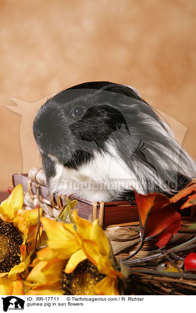 Meerschwein in Sonnenblumen / guinea pig in sun flowers / RR-17711