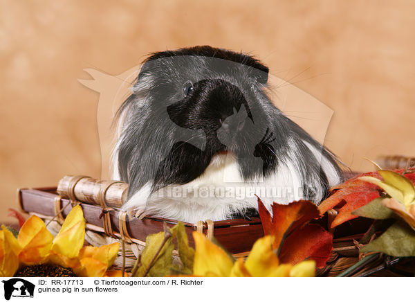 guinea pig in sun flowers / RR-17713