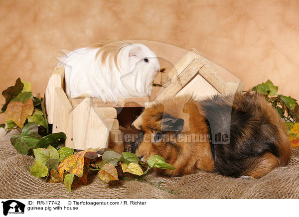 Meerschwein am Huschen / guinea pig with house / RR-17742