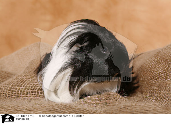 Meerschwein / guinea pig / RR-17748