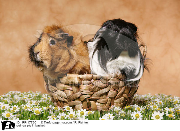 guinea pig in basket / RR-17790