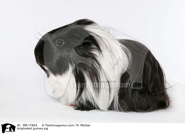 longhaired guinea pig / RR-17804