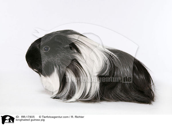 longhaired guinea pig / RR-17805