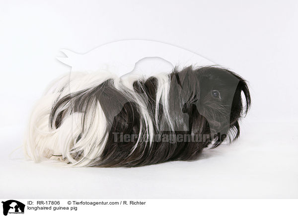 longhaired guinea pig / RR-17806