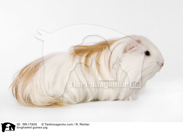 longhaired guinea pig / RR-17809