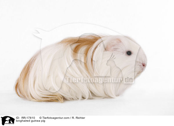 longhaired guinea pig / RR-17810