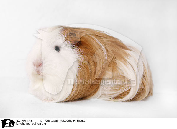 longhaired guinea pig / RR-17811