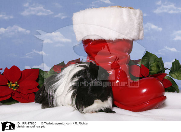 Weihnachtsmeerschweinchen / christmas guinea pig / RR-17830