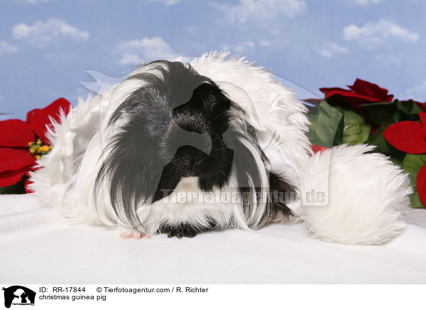 Weihnachtsmeerschweinchen / christmas guinea pig / RR-17844