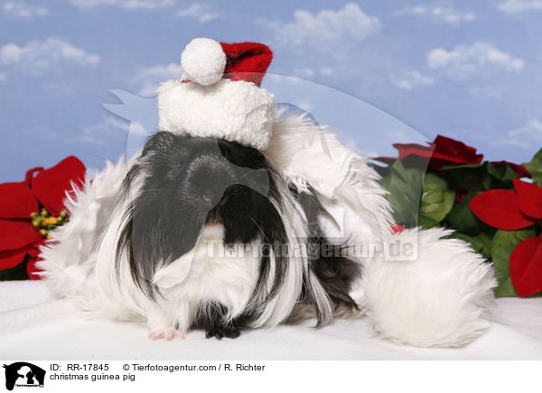 Weihnachtsmeerschweinchen / christmas guinea pig / RR-17845