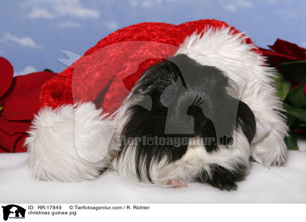 Weihnachtsmeerschweinchen / christmas guinea pig / RR-17849