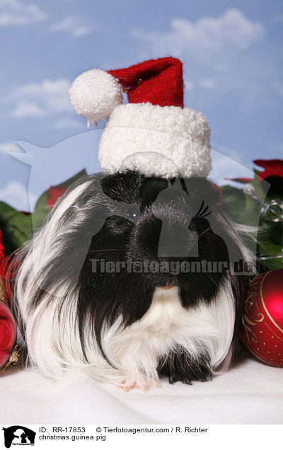 Weihnachtsmeerschweinchen / christmas guinea pig / RR-17853
