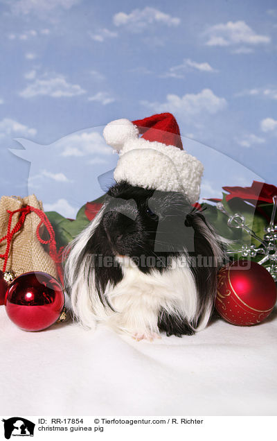 christmas guinea pig / RR-17854