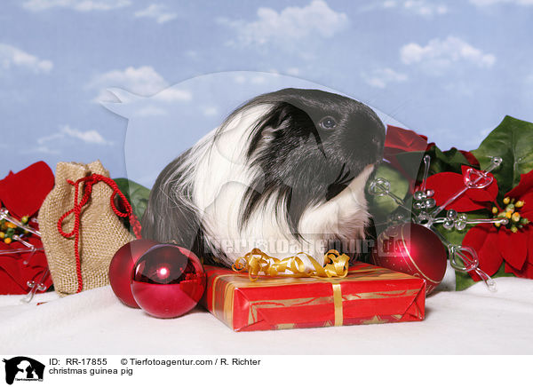 Weihnachtsmeerschweinchen / christmas guinea pig / RR-17855