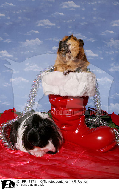 Weihnachtsmeerschweinchen / christmas guinea pig / RR-17873