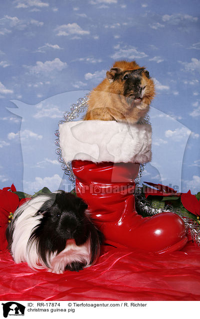 Weihnachtsmeerschweinchen / christmas guinea pig / RR-17874