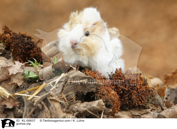 Meerschwein / guinea pig / KL-06837