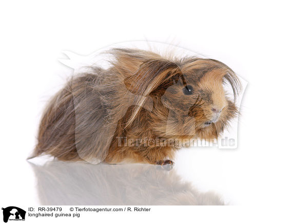 Langhaarmeerschweinchen / longhaired guinea pig / RR-39479