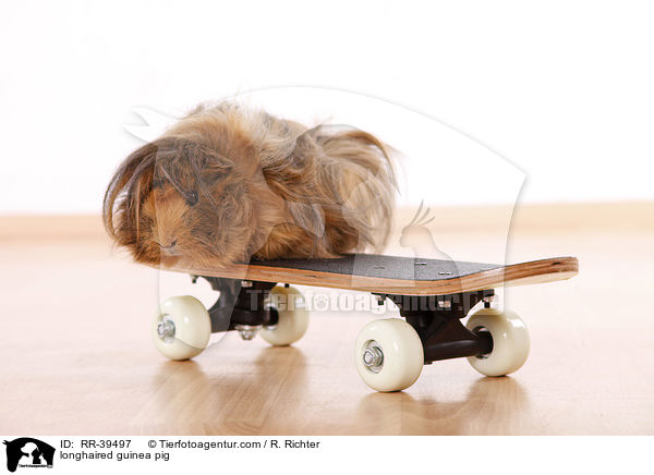 Langhaarmeerschweinchen / longhaired guinea pig / RR-39497