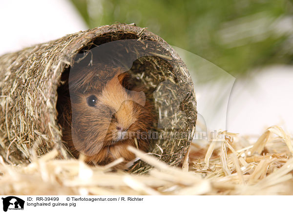 Langhaarmeerschweinchen / longhaired guinea pig / RR-39499