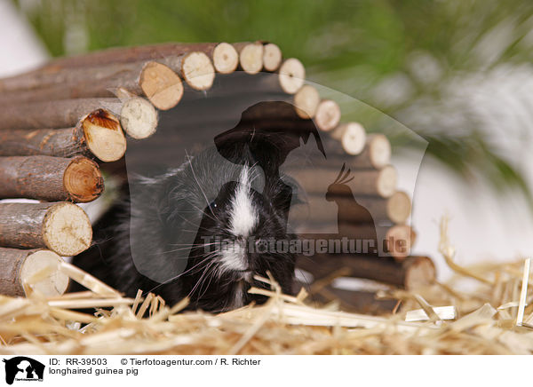 Langhaarmeerschweinchen / longhaired guinea pig / RR-39503