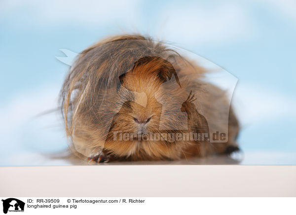 Langhaarmeerschweinchen / longhaired guinea pig / RR-39509