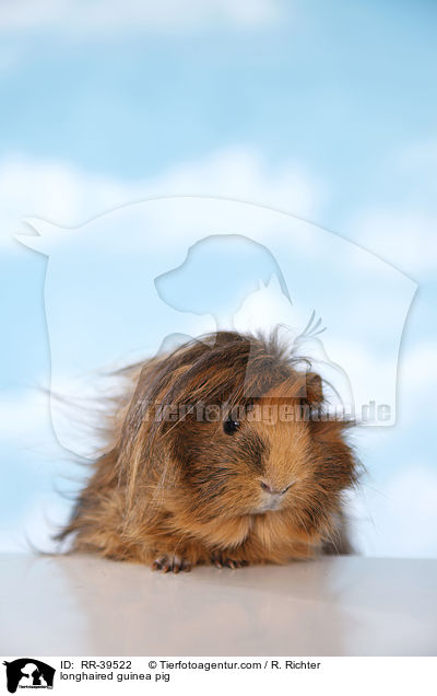 Langhaarmeerschweinchen / longhaired guinea pig / RR-39522