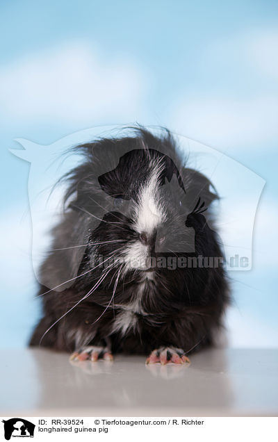 Langhaarmeerschweinchen / longhaired guinea pig / RR-39524