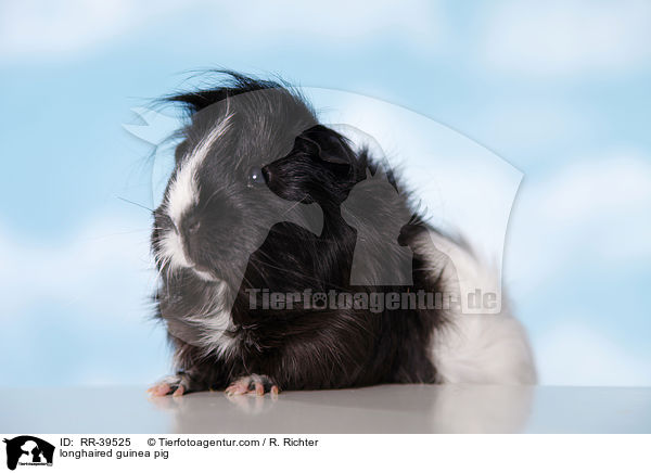 Langhaarmeerschweinchen / longhaired guinea pig / RR-39525