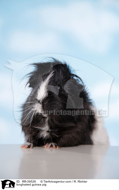 Langhaarmeerschweinchen / longhaired guinea pig / RR-39526