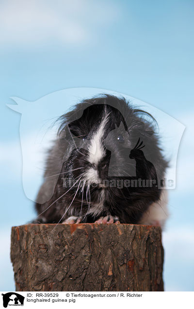 Langhaarmeerschweinchen / longhaired guinea pig / RR-39529