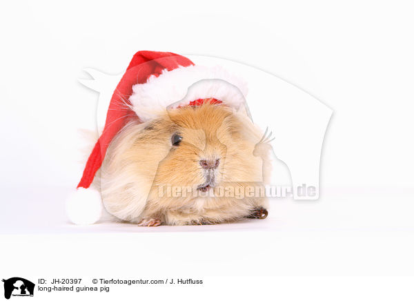 Langhaarmeerschwein / long-haired guinea pig / JH-20397