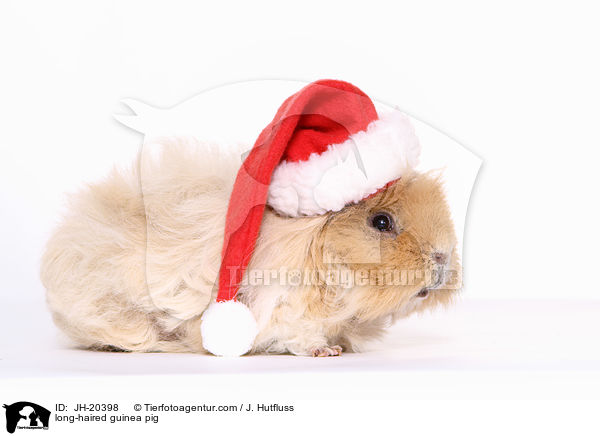 Langhaarmeerschwein / long-haired guinea pig / JH-20398