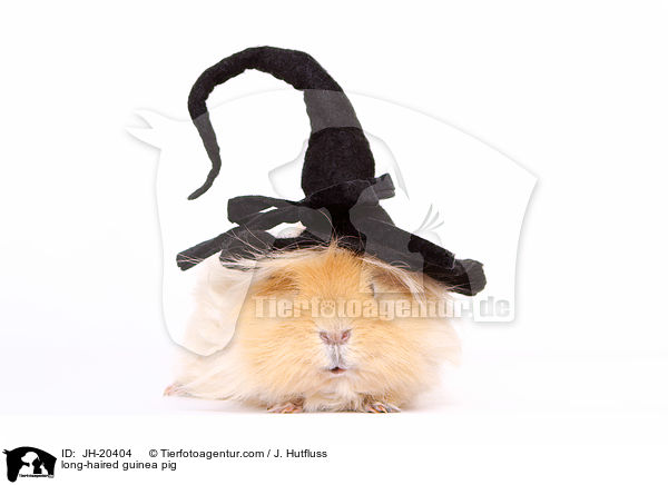 Langhaarmeerschwein / long-haired guinea pig / JH-20404