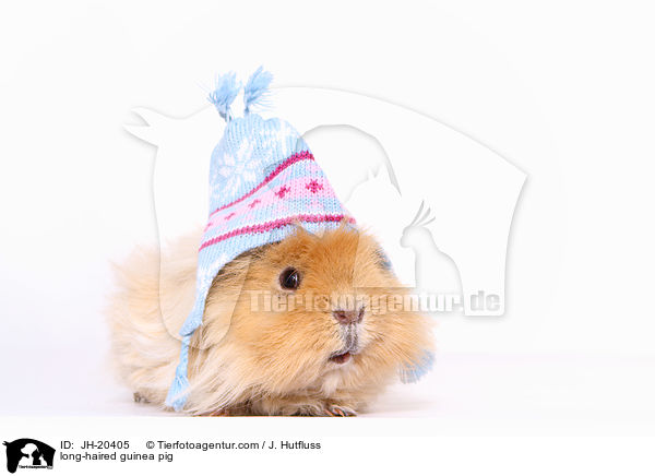 Langhaarmeerschwein / long-haired guinea pig / JH-20405