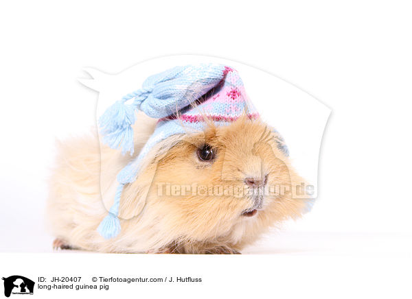 Langhaarmeerschwein / long-haired guinea pig / JH-20407