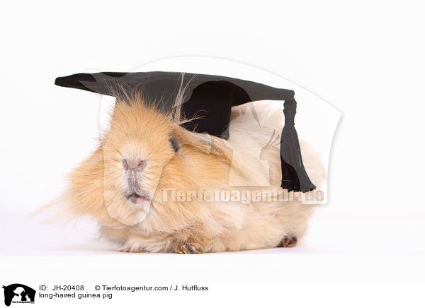 Langhaarmeerschwein / long-haired guinea pig / JH-20408