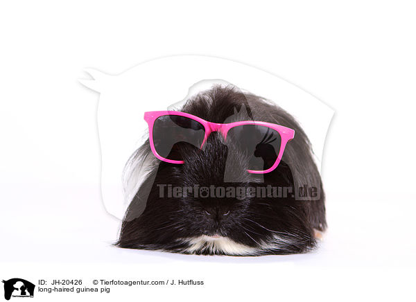 Langhaarmeerschwein / long-haired guinea pig / JH-20426