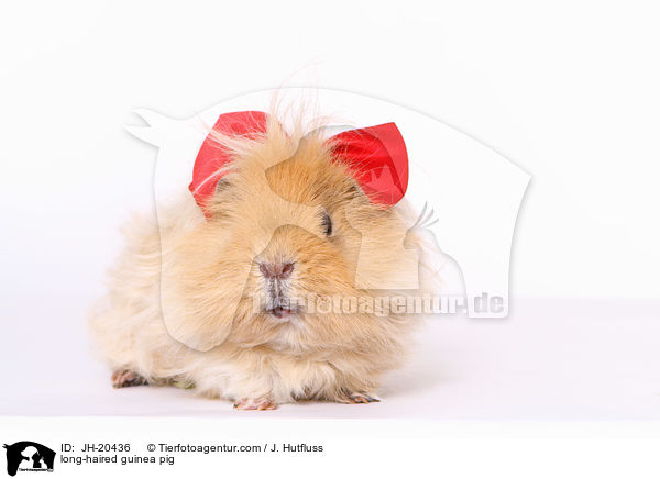 Langhaarmeerschwein / long-haired guinea pig / JH-20436