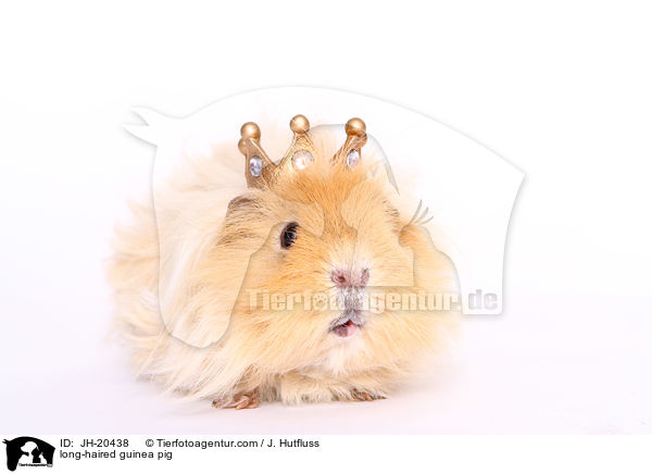 Langhaarmeerschwein / long-haired guinea pig / JH-20438