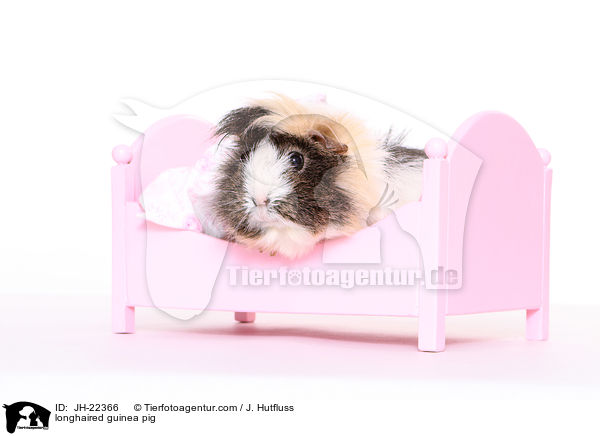 Langhaarmeerschwein / longhaired guinea pig / JH-22366