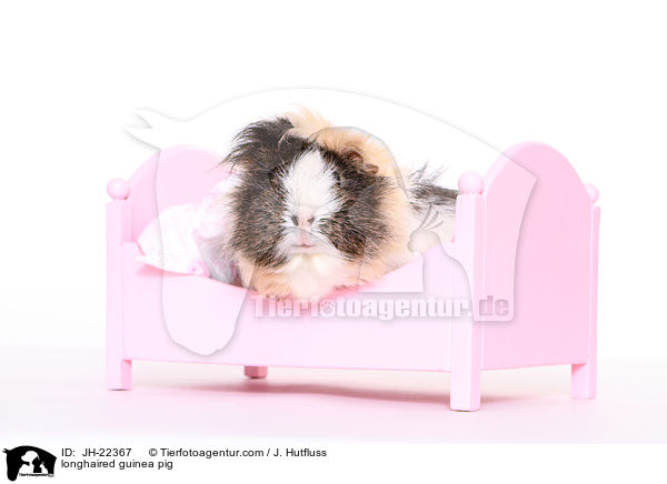 Langhaarmeerschwein / longhaired guinea pig / JH-22367