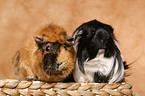 guinea pig in basket