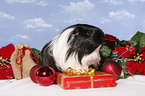 christmas guinea pig